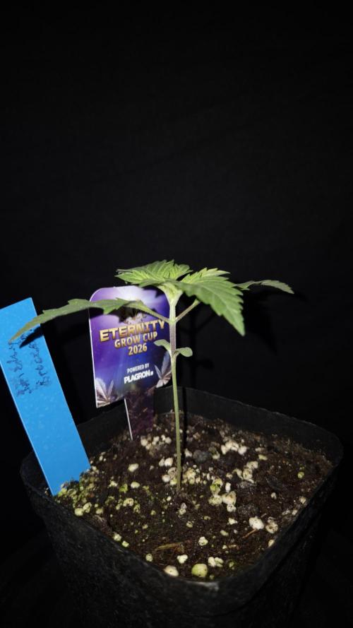 🥦Sticky Broccoli - EC 2026🏆. Week 2