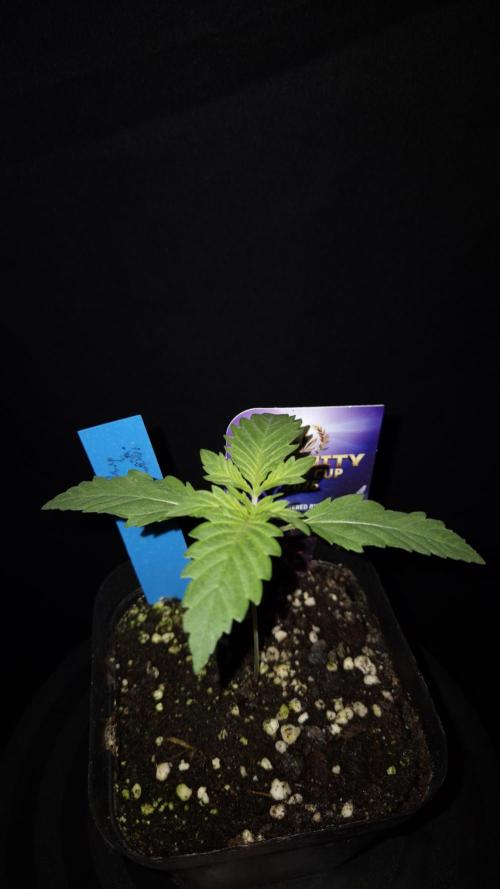 🥦Sticky Broccoli - EC 2026🏆. Week 2