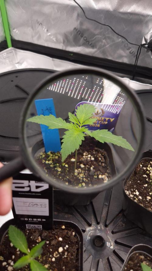 🥦Sticky Broccoli - EC 2026🏆. Week 2