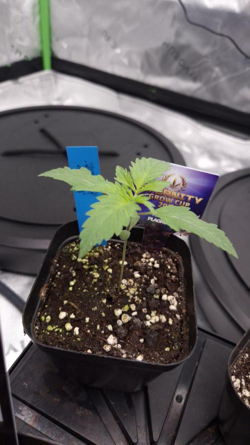 🥦Sticky Broccoli - EC 2026🏆. Week 2