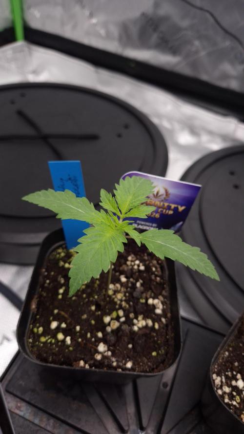 🥦Sticky Broccoli - EC 2026🏆. Week 2
