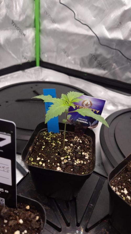 🥦Sticky Broccoli - EC 2026🏆. Week 2