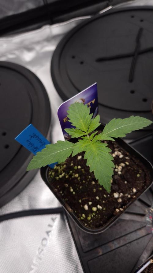 🥦Sticky Broccoli - EC 2026🏆. Week 2