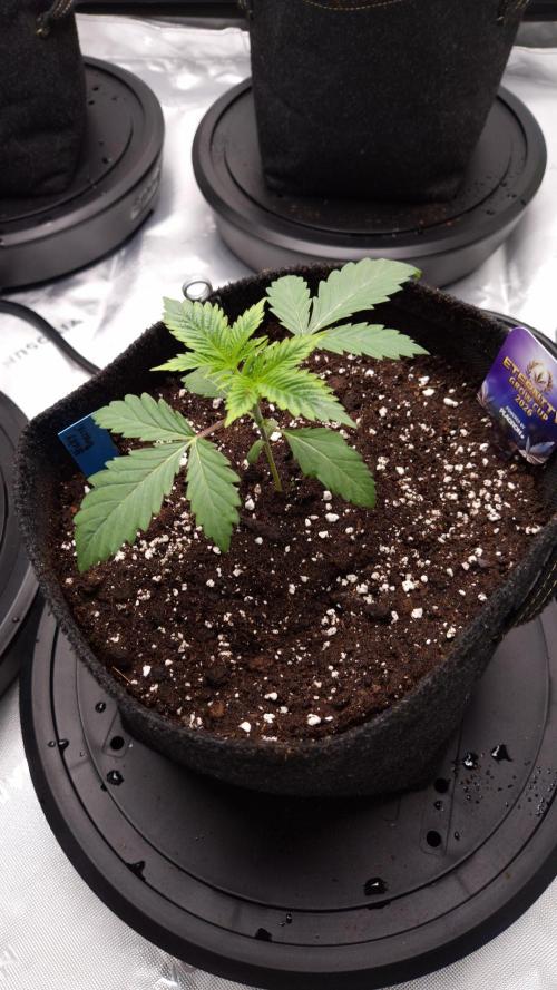 🥦Sticky Broccoli - EC 2026🏆. Week 3
