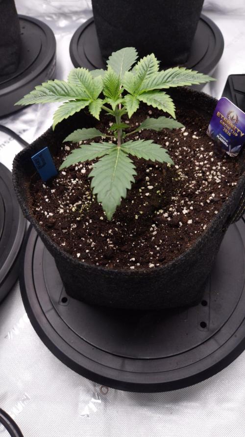🥦Sticky Broccoli - EC 2026🏆. Week 3