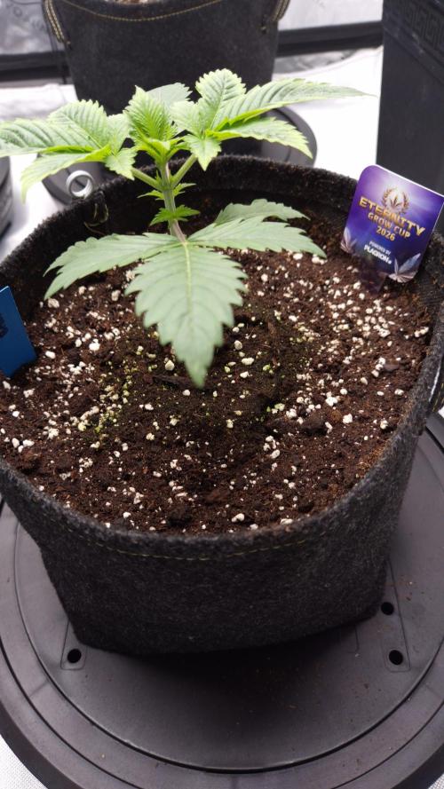 🥦Sticky Broccoli - EC 2026🏆. Week 3