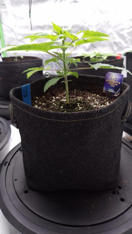 🥦Sticky Broccoli - EC 2026🏆. Week 3