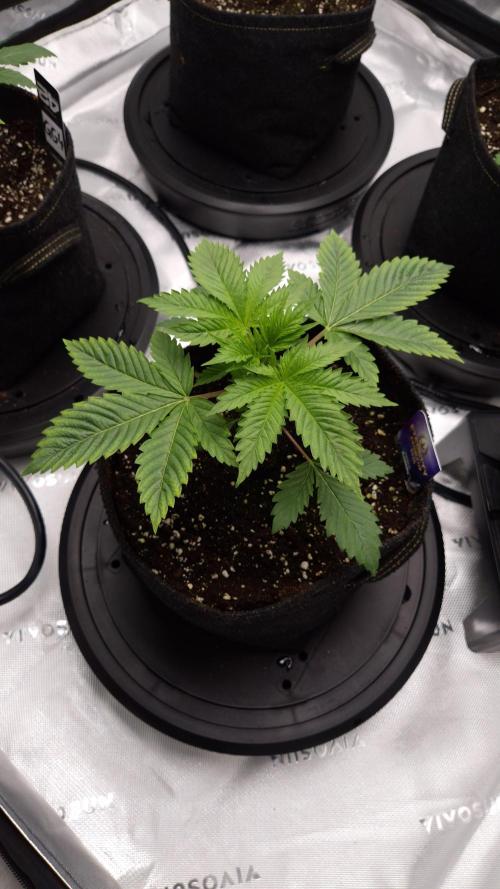 🥦Sticky Broccoli - EC 2026🏆. Week 3