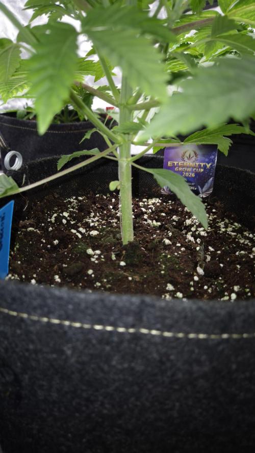 🥦Sticky Broccoli - EC 2026🏆. Week 4