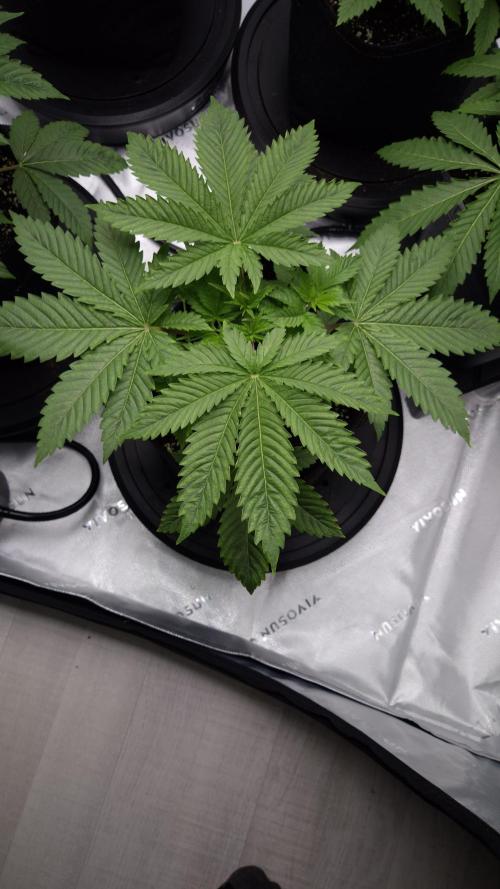 🥦Sticky Broccoli - EC 2026🏆. Week 4