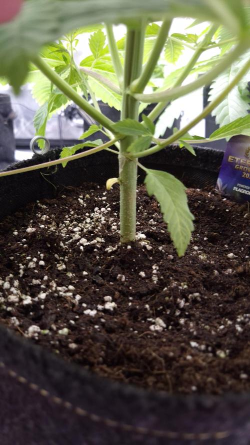 🥦Sticky Broccoli - EC 2026🏆. Week 4