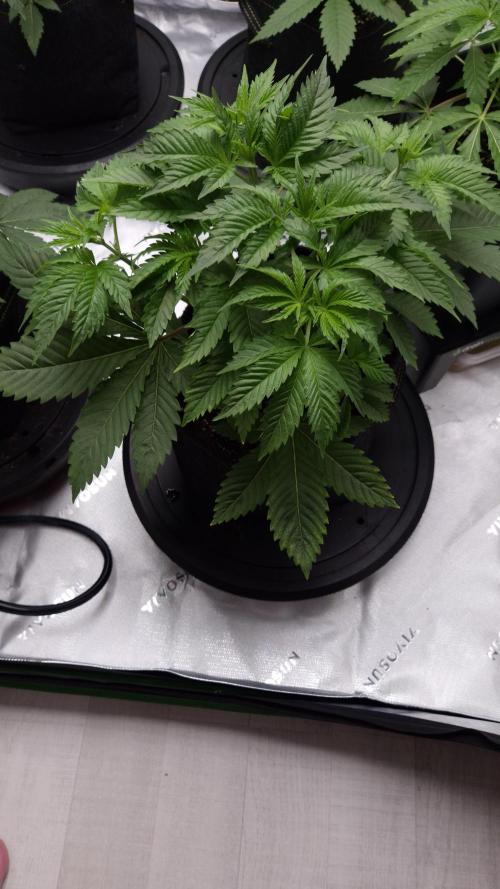 🥦Sticky Broccoli - EC 2026🏆. Week 4