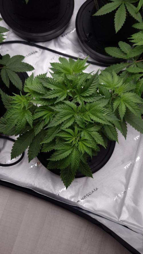 🥦Sticky Broccoli - EC 2026🏆. Week 4