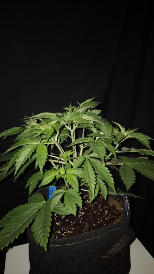 🥦Sticky Broccoli - EC 2026🏆. Week 4