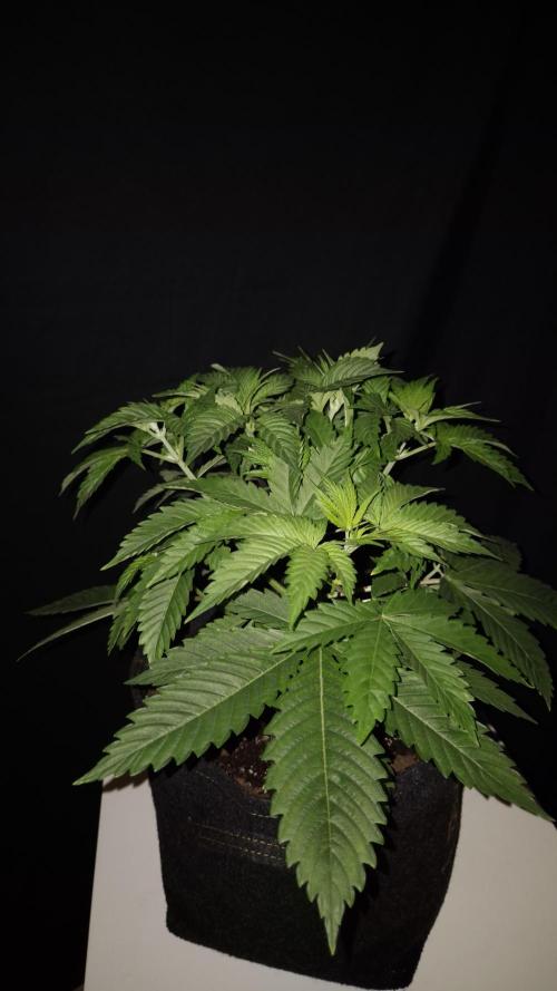 🥦Sticky Broccoli - EC 2026🏆. Week 4