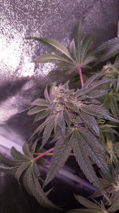 Fem10 - Photoperiodic TestSeed FastBuds. Week 13