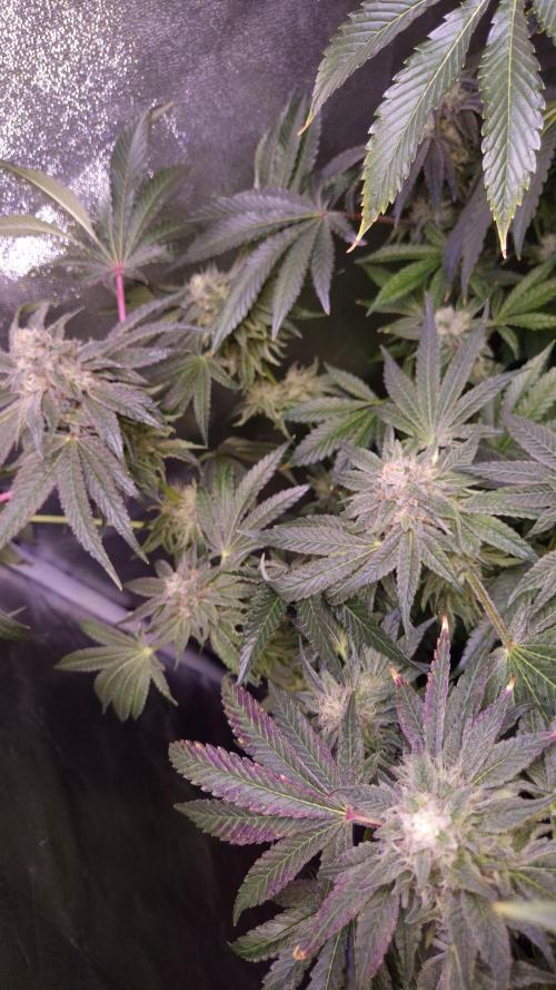 Fem10 - Photoperiodic TestSeed FastBuds. Week 13