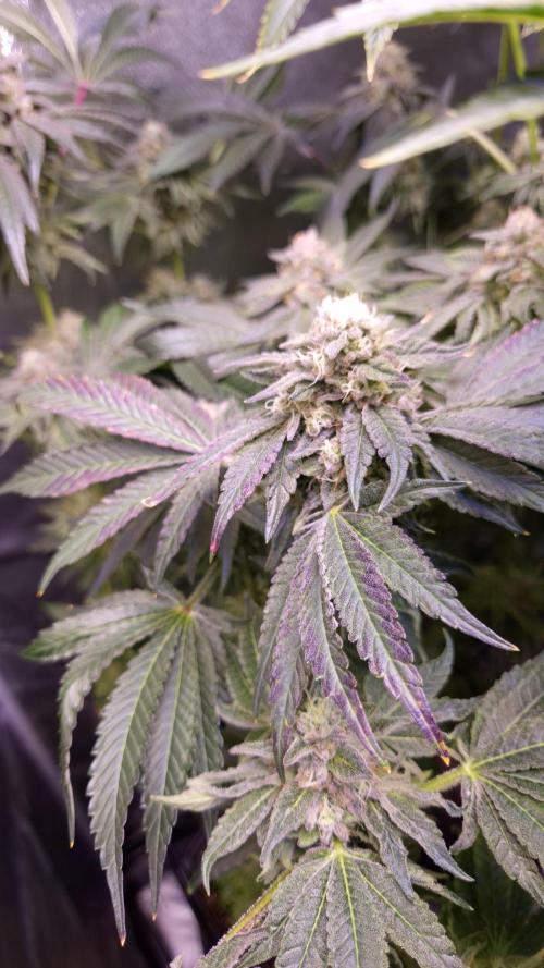 Fem10 - Photoperiodic TestSeed FastBuds. Week 13