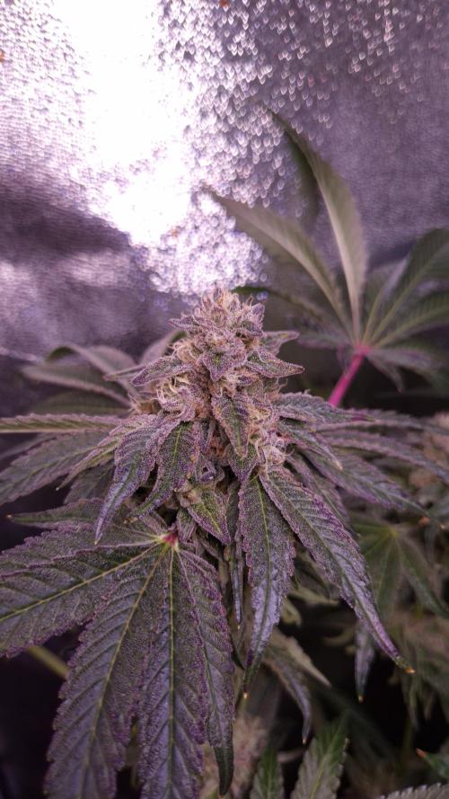 Fem10 - Photoperiodic TestSeed FastBuds. Week 13