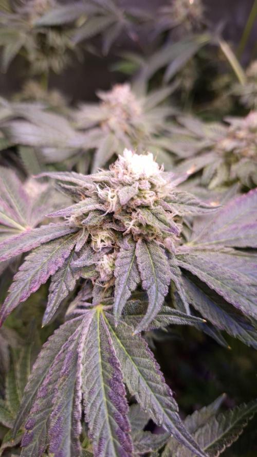 Fem10 - Photoperiodic TestSeed FastBuds. Week 13
