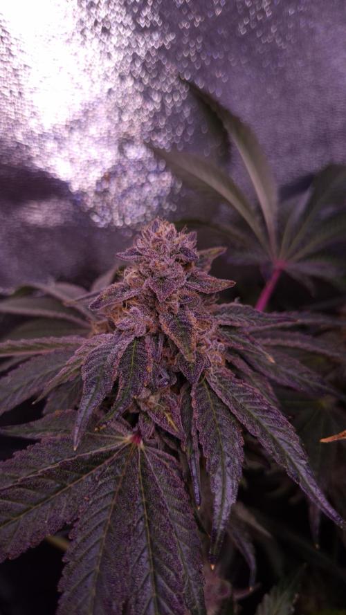 Fem10 - Photoperiodic TestSeed FastBuds. Week 14