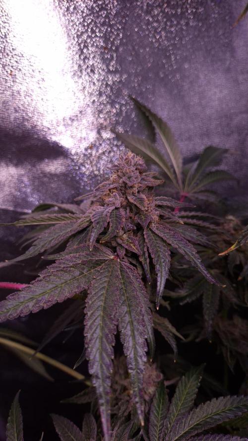 Fem10 - Photoperiodic TestSeed FastBuds. Week 14
