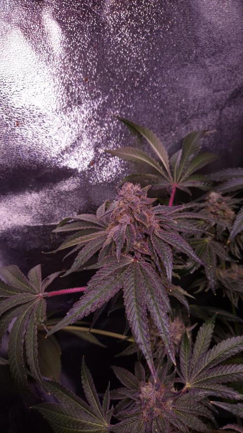Fem10 - Photoperiodic TestSeed FastBuds. Week 14