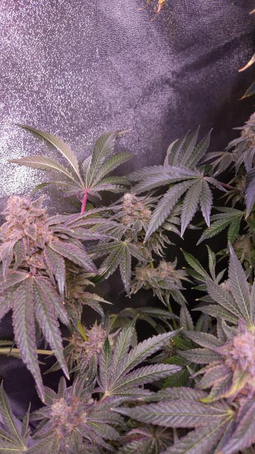 Fem10 - Photoperiodic TestSeed FastBuds. Week 14