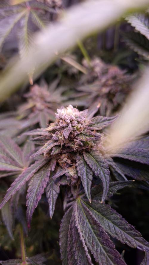 Fem10 - Photoperiodic TestSeed FastBuds. Week 14