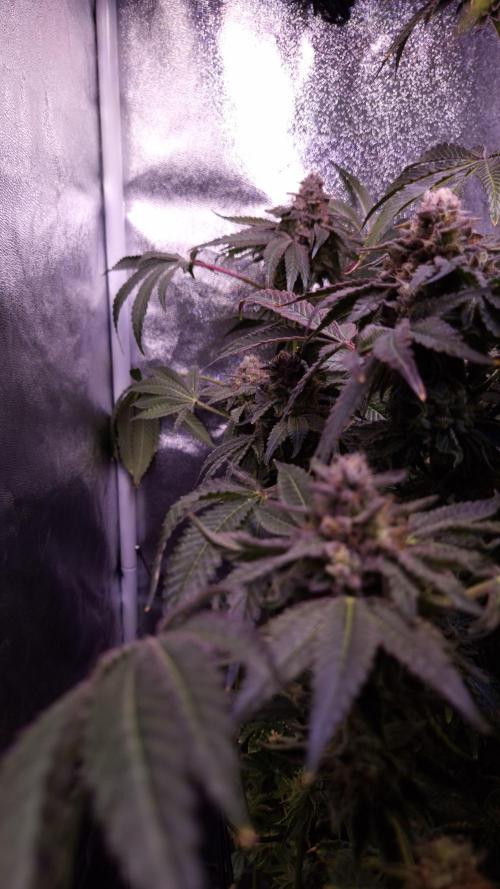 . Week 14