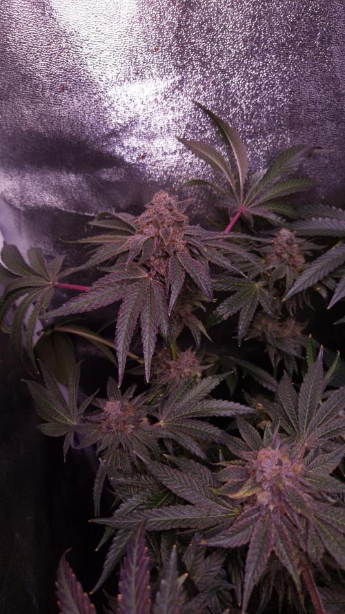 Fem10 - Photoperiodic TestSeed FastBuds. Week 15