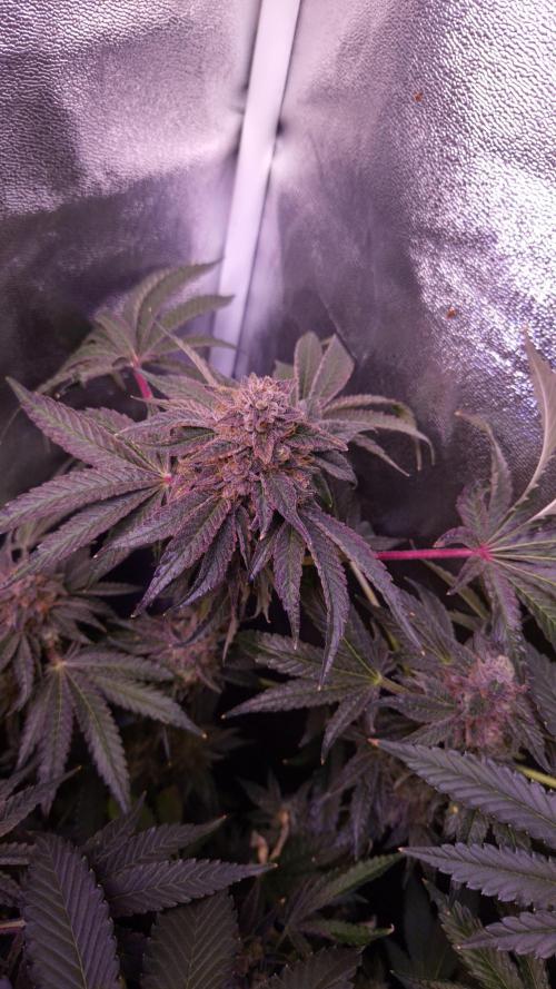 Fem10 - Photoperiodic TestSeed FastBuds. Week 15
