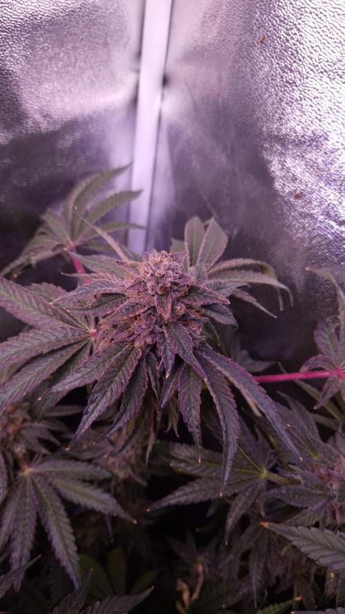 Fem10 - Photoperiodic TestSeed FastBuds. Week 15