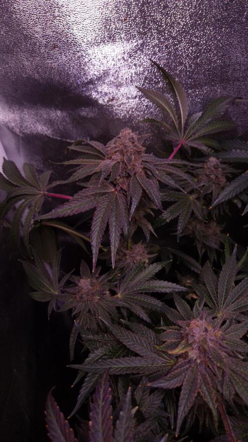 . Week 15