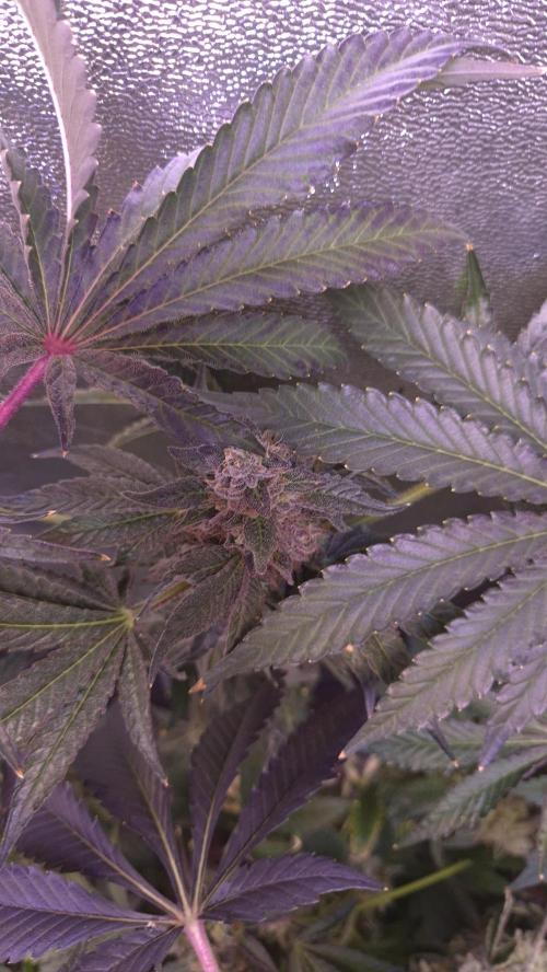 Fem10 - Photoperiodic TestSeed FastBuds. Week 16