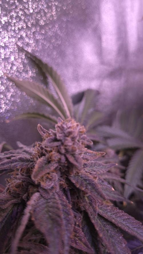 Fem10 - Photoperiodic TestSeed FastBuds. Week 16