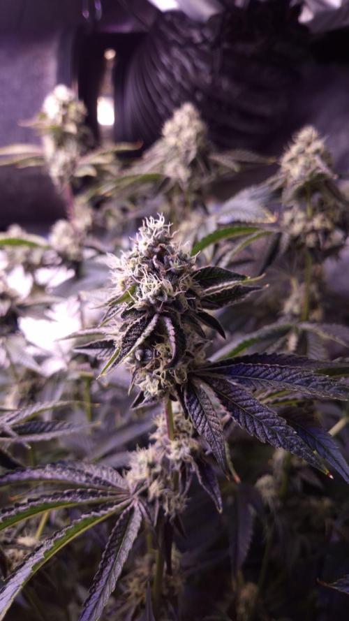 Fem 11 - Photoperiodic TestSeed FastBuds. Week 13