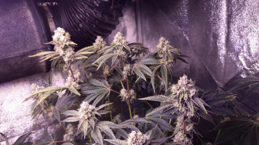 Fem 11 - Photoperiodic TestSeed FastBuds. Week 13