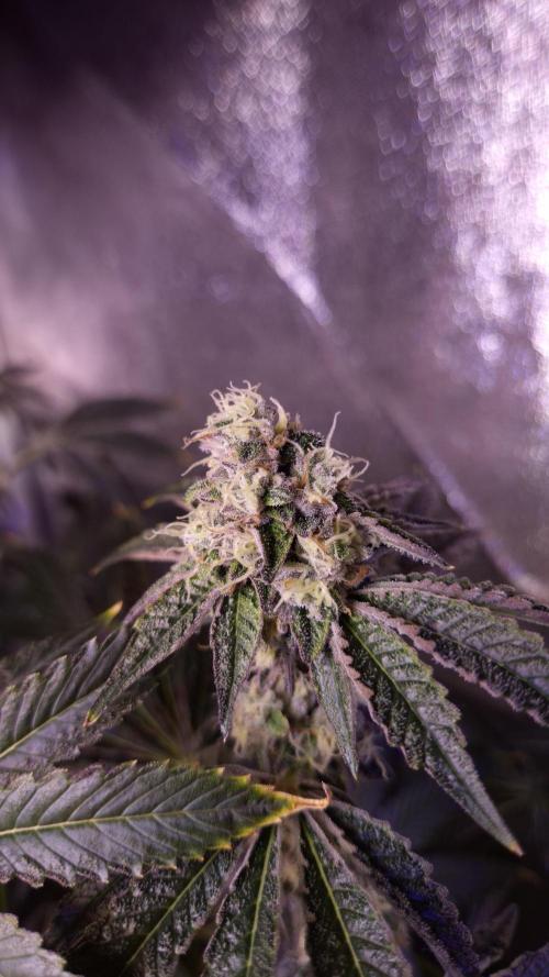 Fem 11 - Photoperiodic TestSeed FastBuds. Week 13