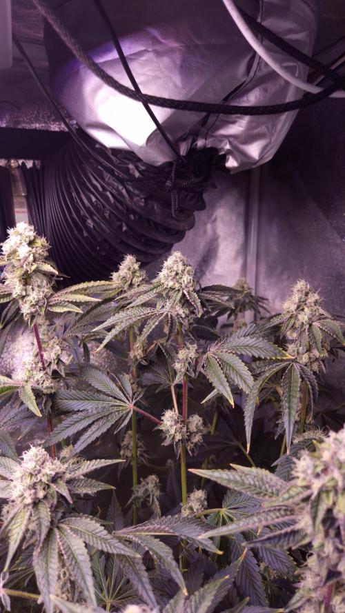Fem 11 - Photoperiodic TestSeed FastBuds. Week 13