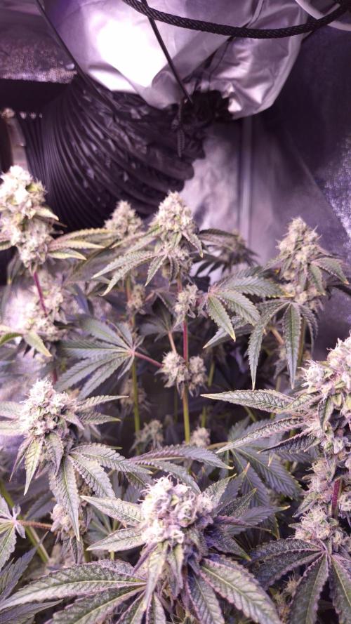 AeroZesh S6 Inline Fan. Week 13
