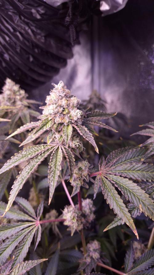 Fem 11 - Photoperiodic TestSeed FastBuds. Week 14