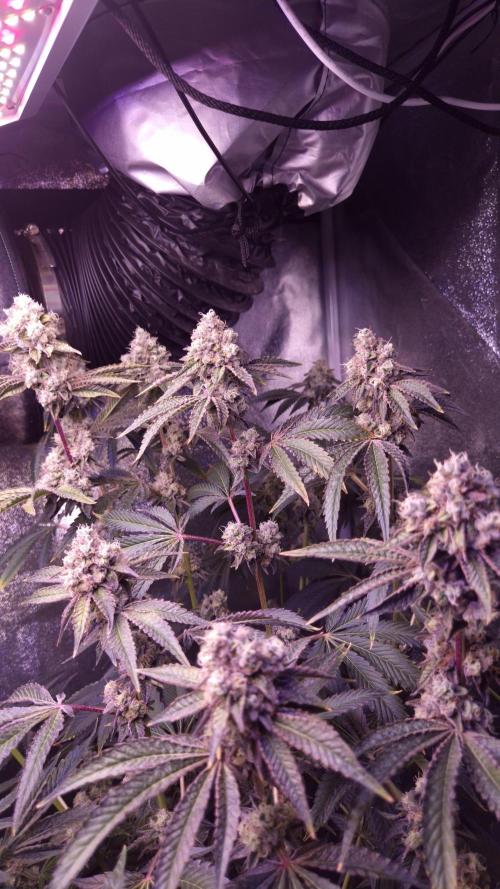 Fem 11 - Photoperiodic TestSeed FastBuds. Week 14