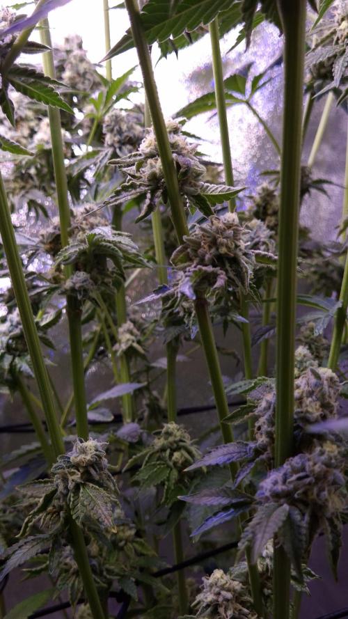 Fem 11 - Photoperiodic TestSeed FastBuds. Week 14