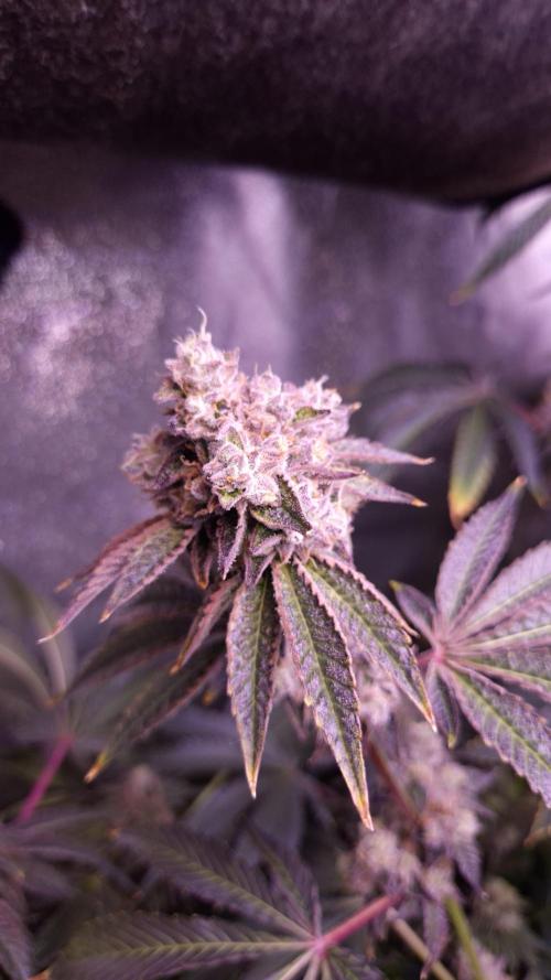 Fem 11 - Photoperiodic TestSeed FastBuds. Week 14