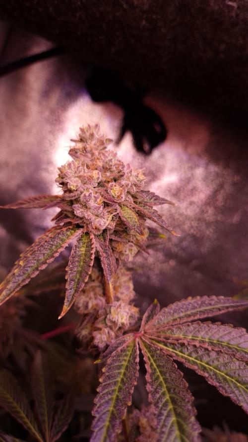 Fem 11 - Photoperiodic TestSeed FastBuds. Week 14