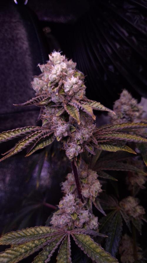 Fem 11 - Photoperiodic TestSeed FastBuds. Week 14