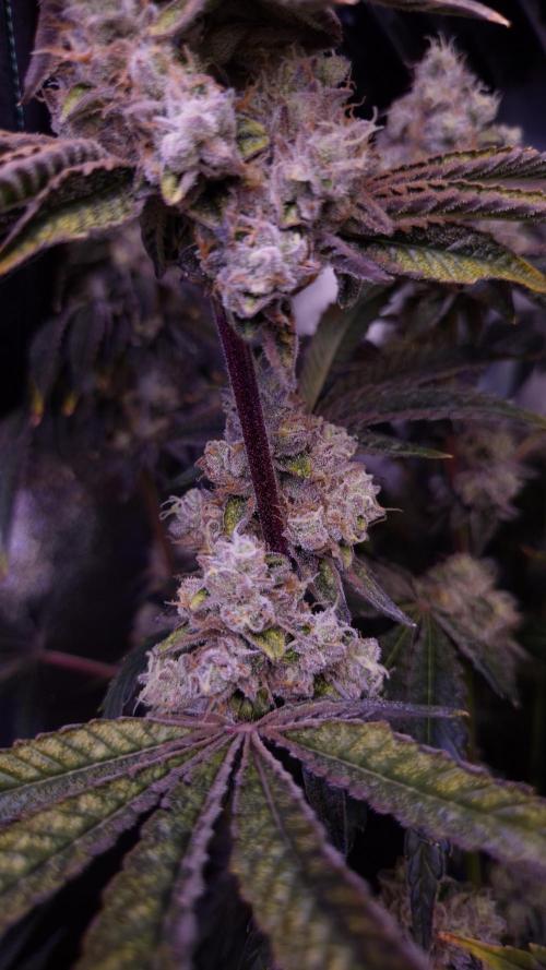 AeroZesh S6 Inline Fan. Week 14