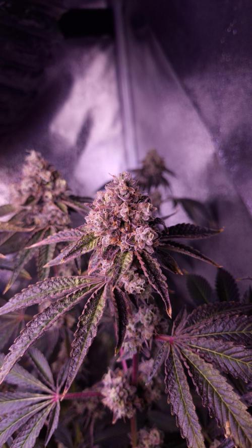 Fem 11 - Photoperiodic TestSeed FastBuds. Week 15