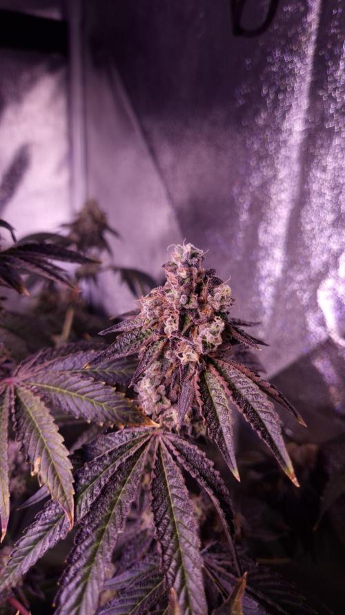 Fem 11 - Photoperiodic TestSeed FastBuds. Week 15